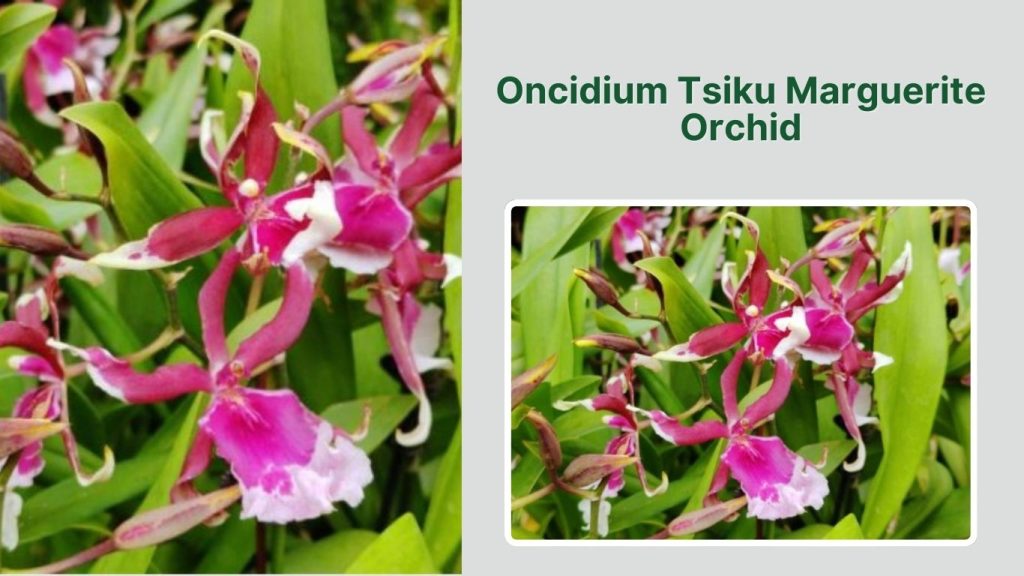 Oncidium Tsiku Marguerite Orchid