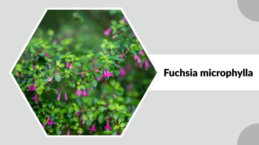 Fuchsia microphylla