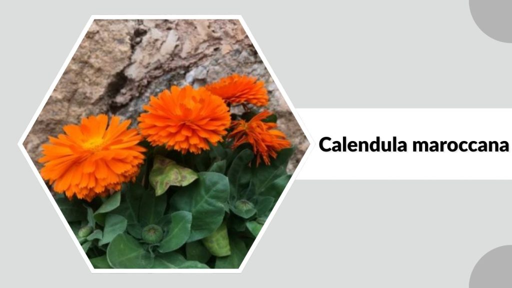 Calendula maroccana