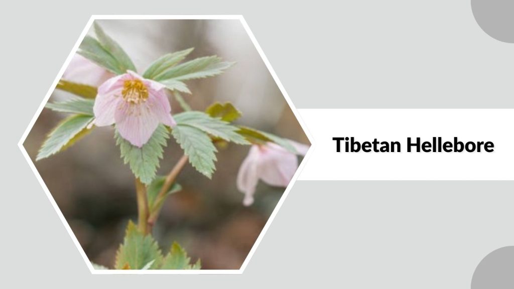  Tibetan Hellebore