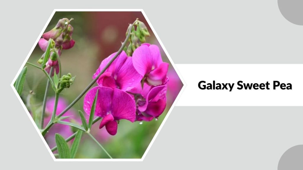 Galaxy Sweet Pea