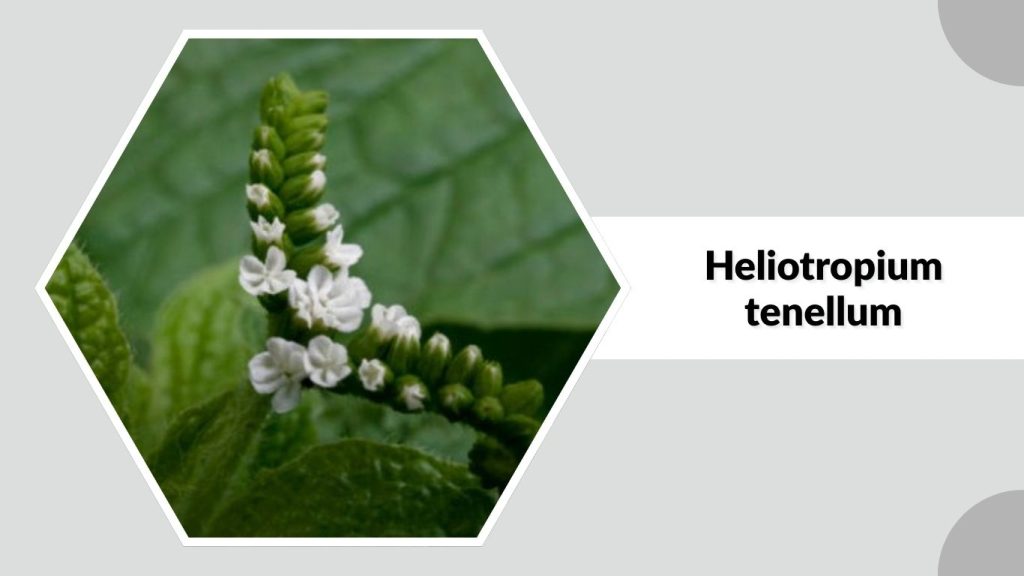 Heliotropium tenellum