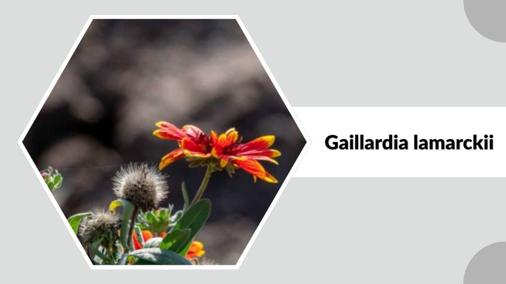 Gaillardia lamarckii