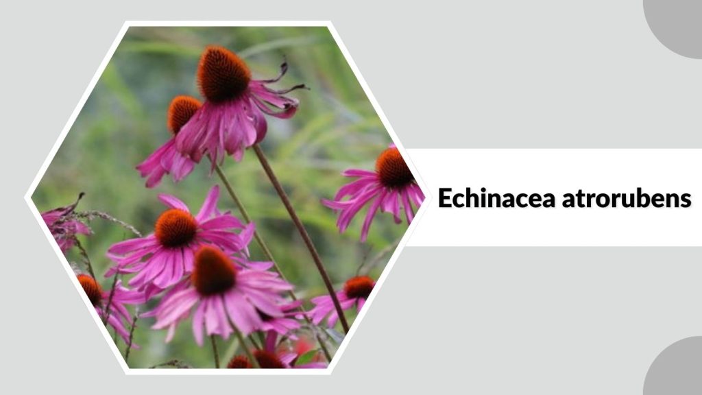 Echinacea atrorubens