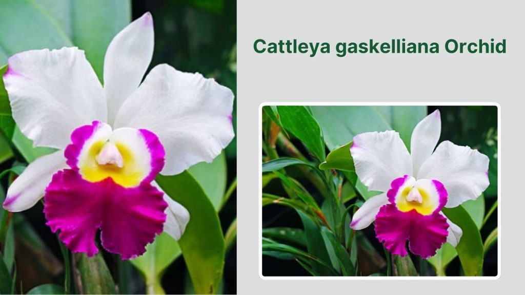 Cattleya gaskelliana Orchid