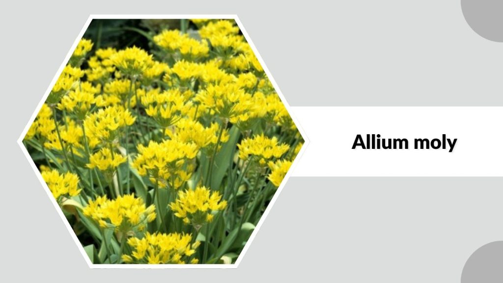 Allium moly