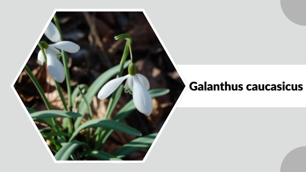 Galanthus caucasicus