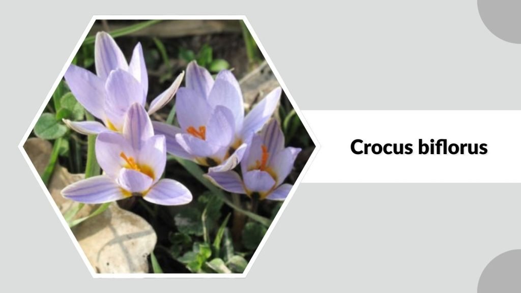 Crocus biflorus