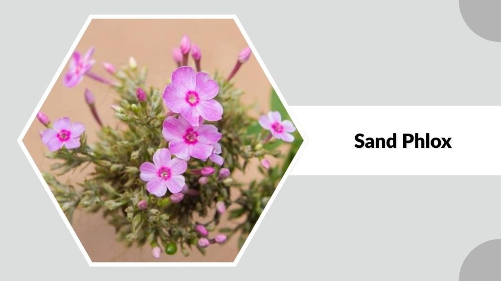 Sand Phlox 