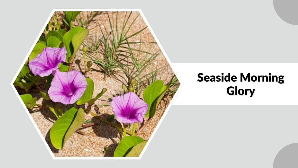 Seaside Morning Glory