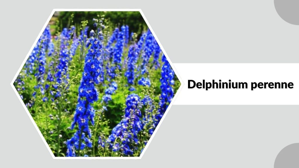 Delphinium perenne