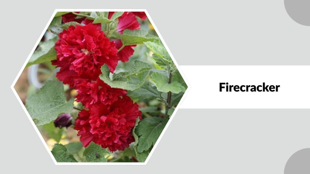 Alcea rosea ‘Firecracker’