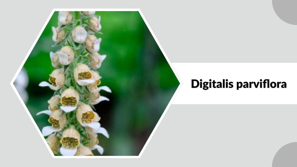 Digitalis parviflora