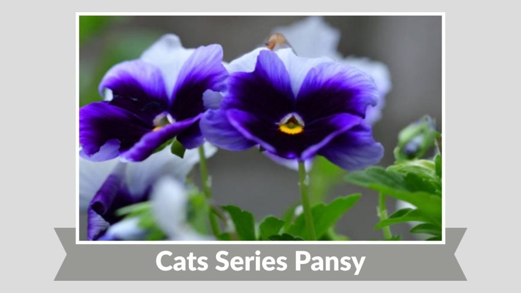 Cats Series Pansy