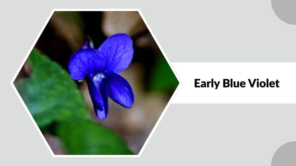Early Blue Violet