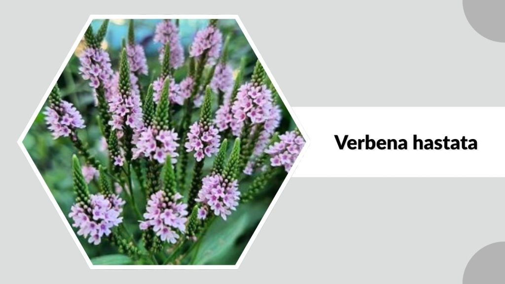 Verbena hastata