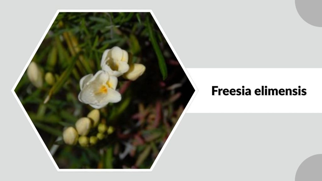 Freesia elimensis