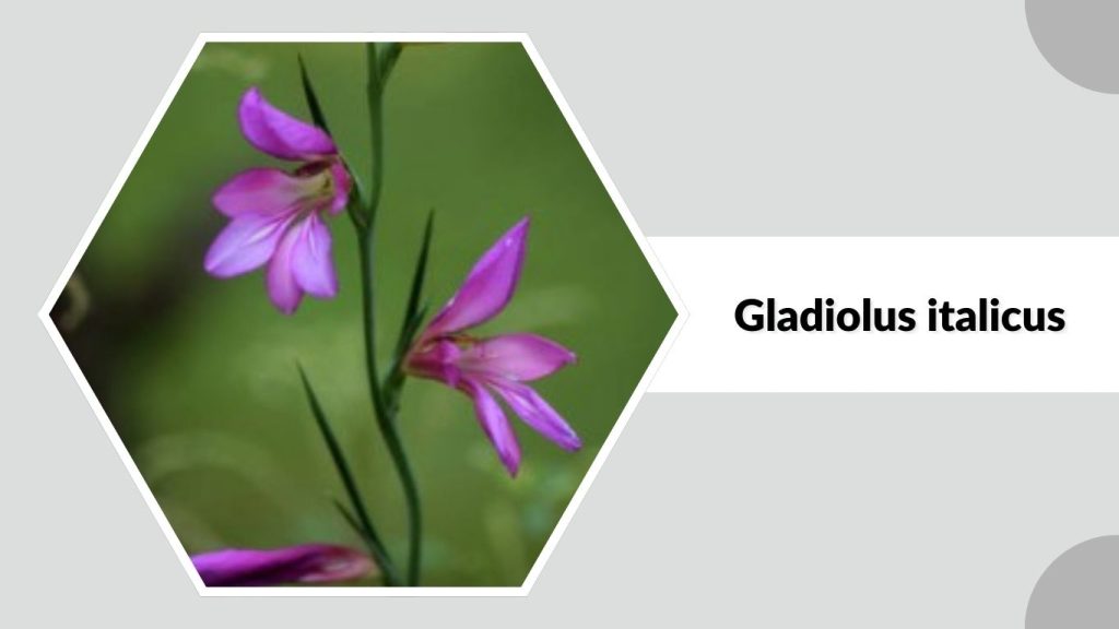 Gladiolus italicus