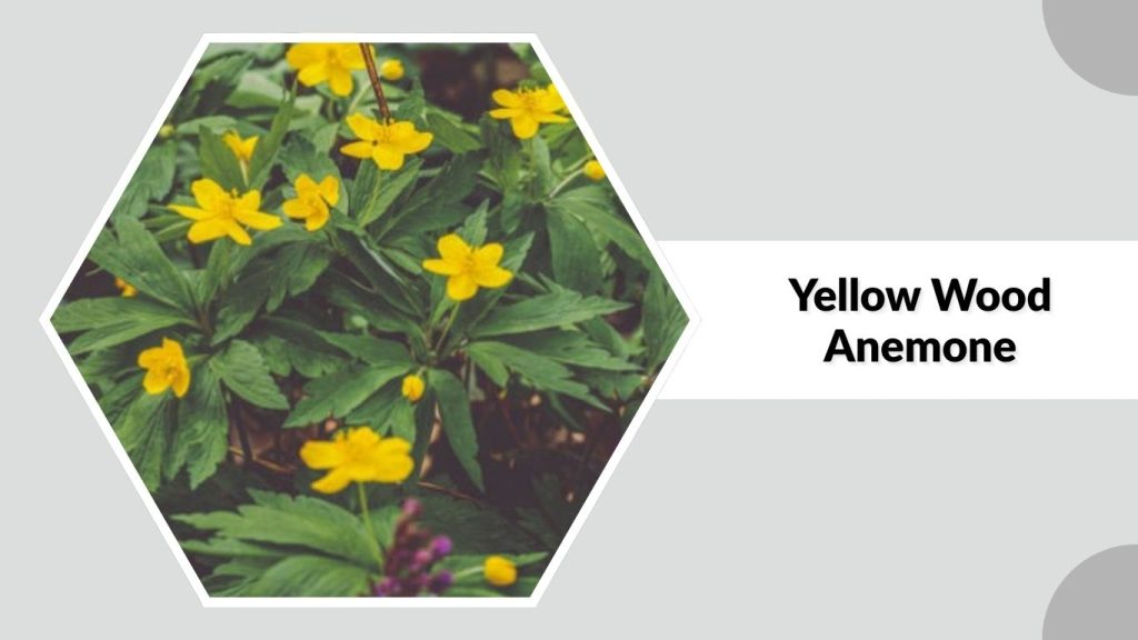 Yellow Wood Anemone