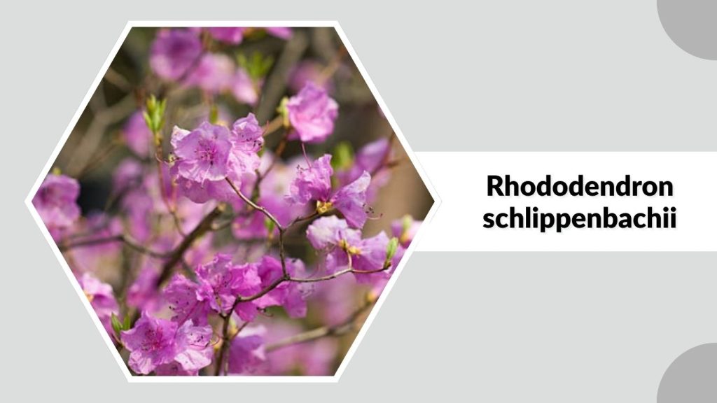 Rhododendron schlippenbachii