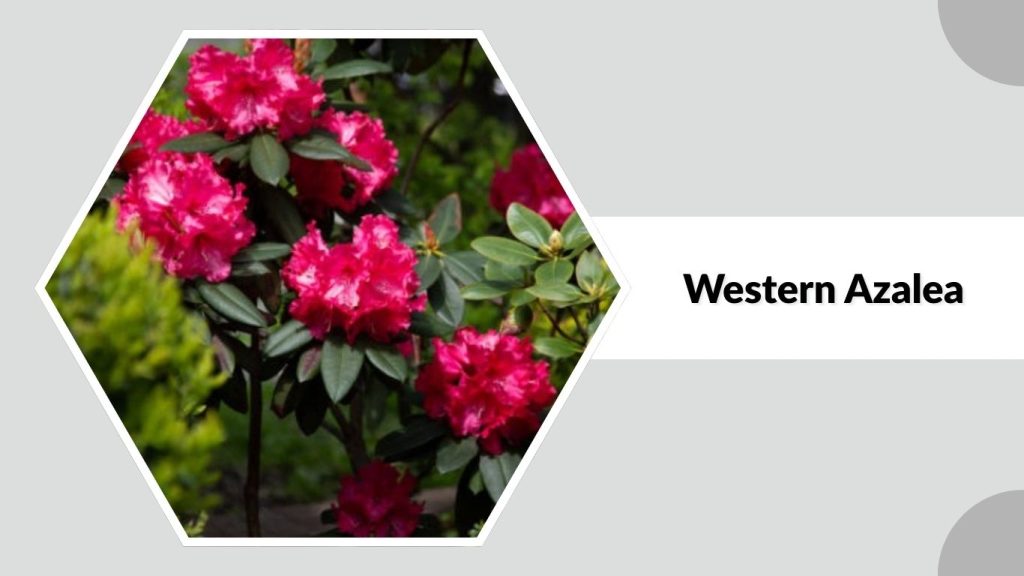 Western Azalea