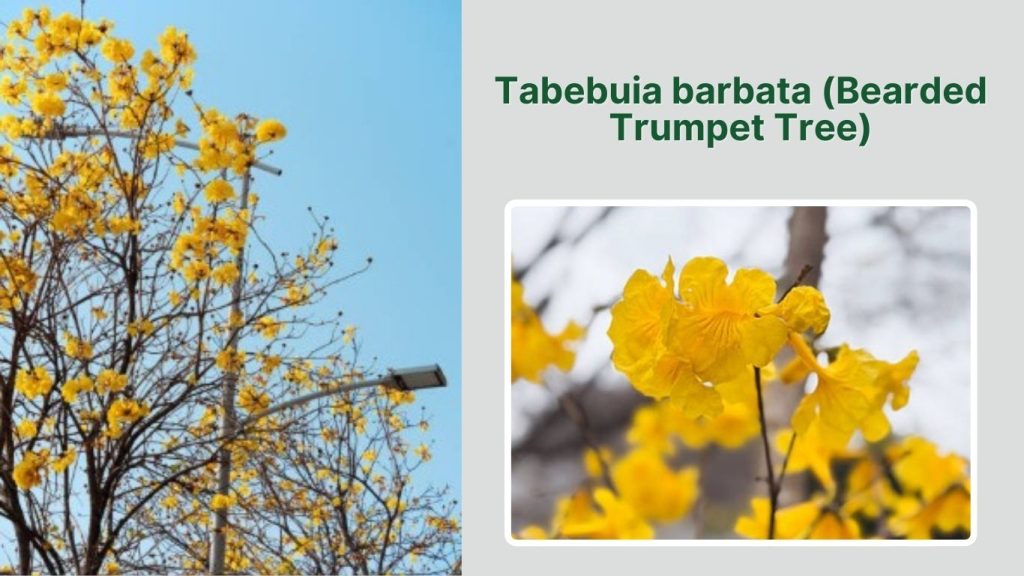 Tabebuia barbata (Bearded Trumpet Tree)