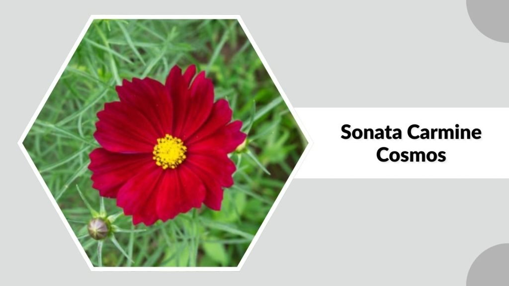 Sonata Carmine Cosmos