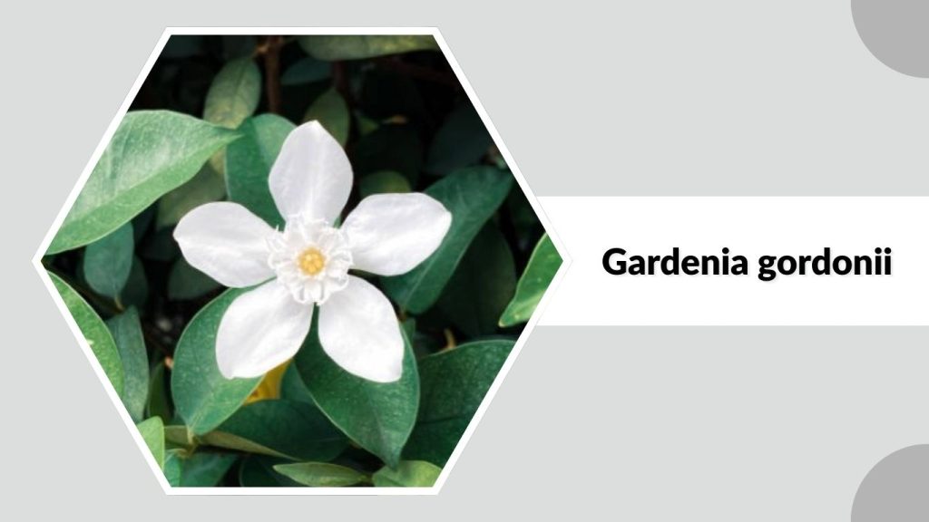 Gardenia gordonii