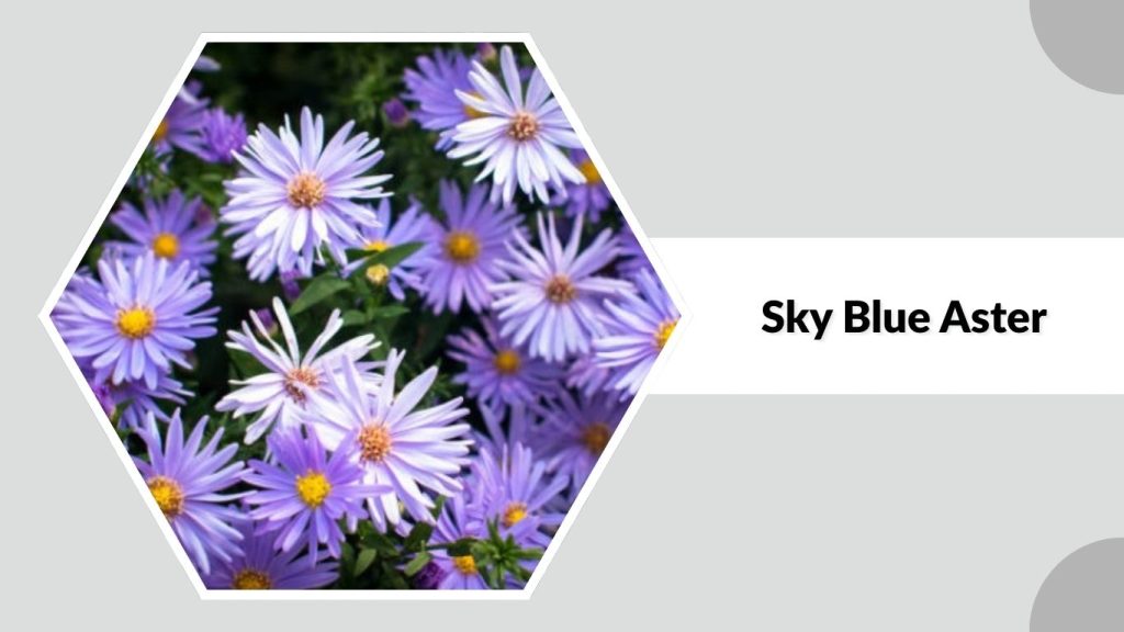 Sky Blue Aster
