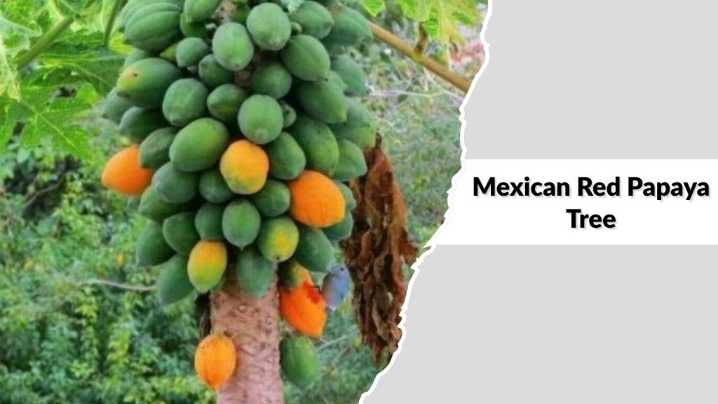 Mexican Red Papaya Tree