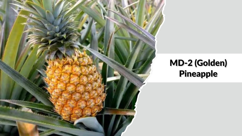 MD-2 (Golden) Pineapple