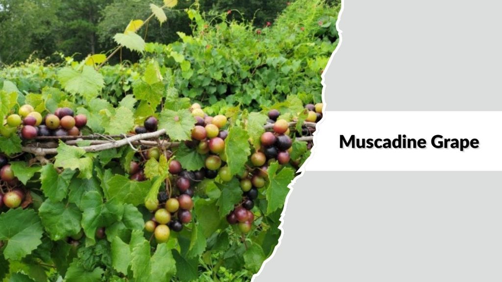 Muscadine Grape