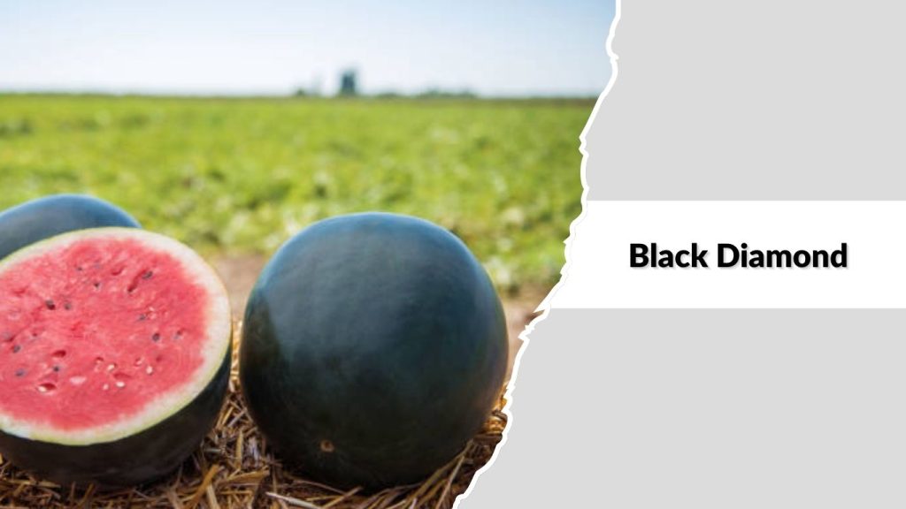 Black Diamond