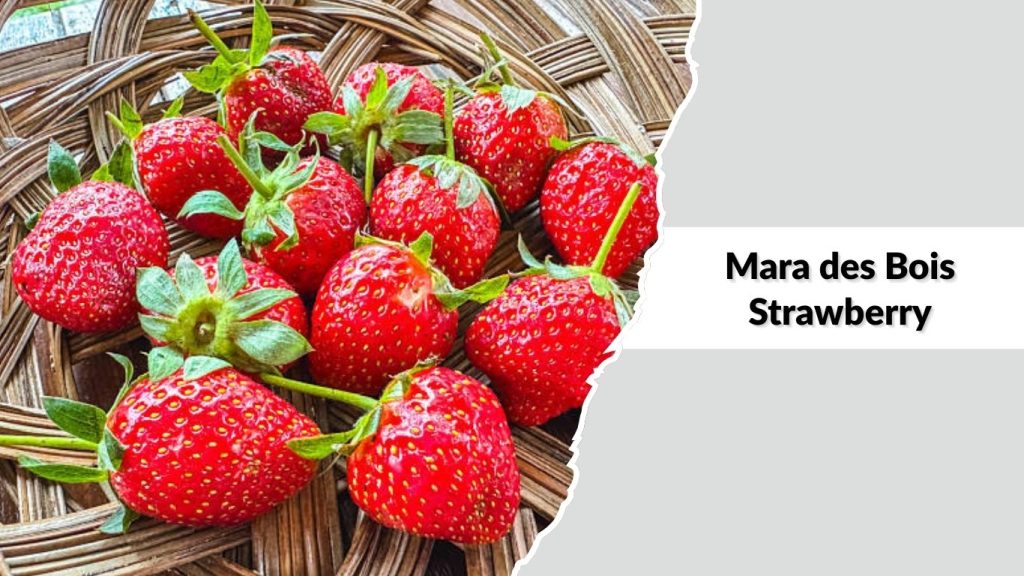Mara des Bois Strawberry
