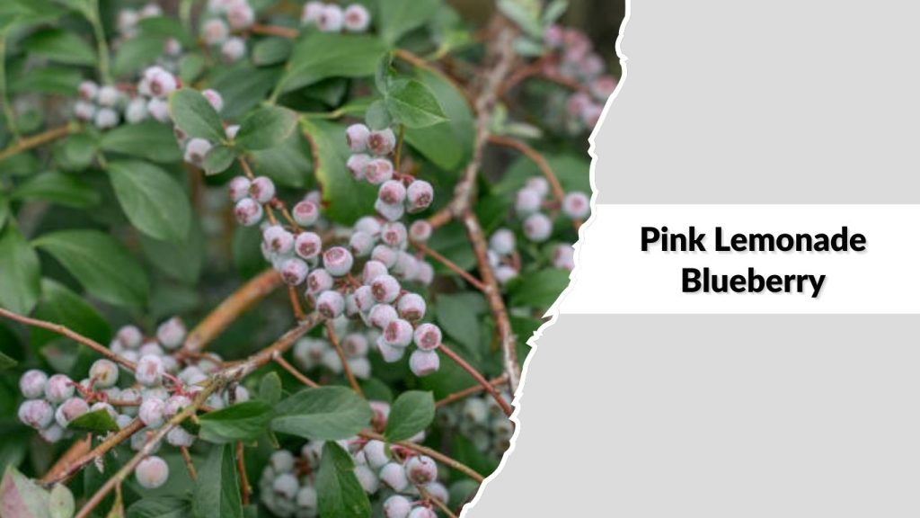 Pink Lemonade Blueberry