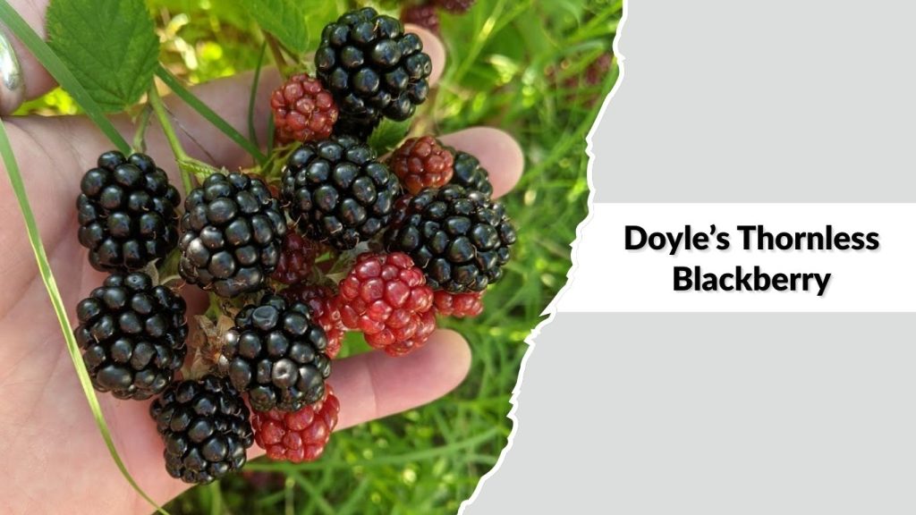Doyle’s Thornless Blackberry