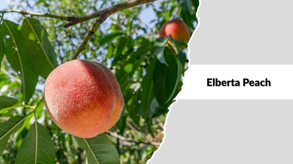 Elberta Peach
