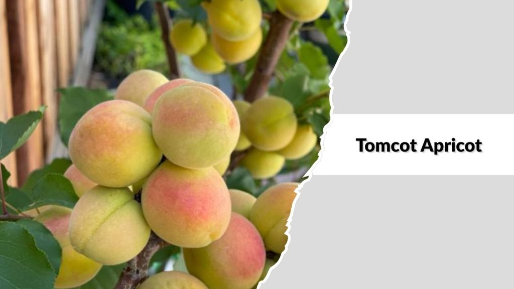  Tomcot Apricot
