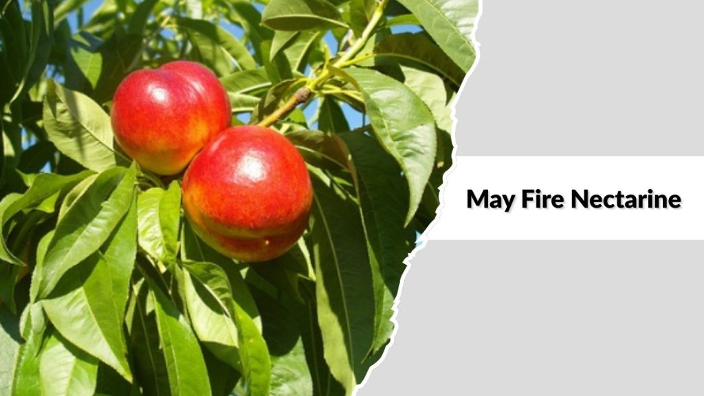 May Fire Nectarine