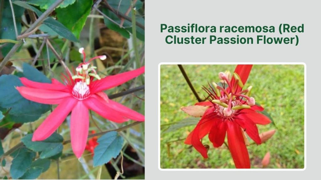 Passiflora racemosa (Red Cluster Passion Flower)