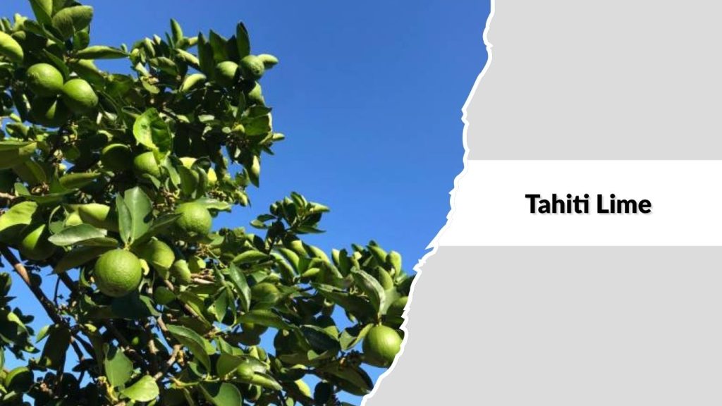 Tahiti Lime 