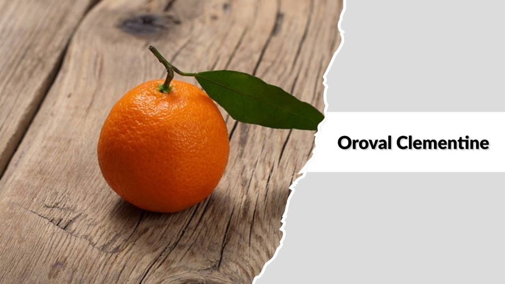 Oroval Clementine