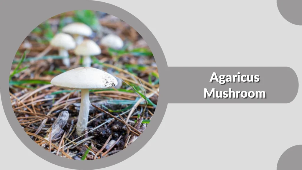 Agaricus Mushroom