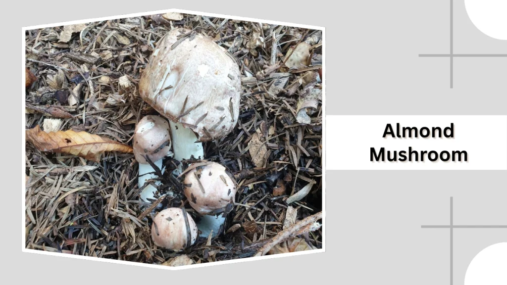 Agaricus Subrufescens (Almond Mushroom)