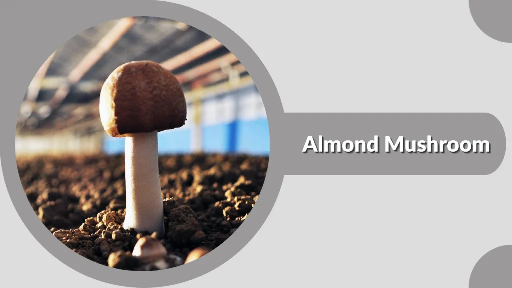 Almond Mushroom