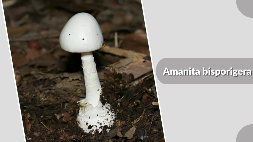 Amanita bisporigera