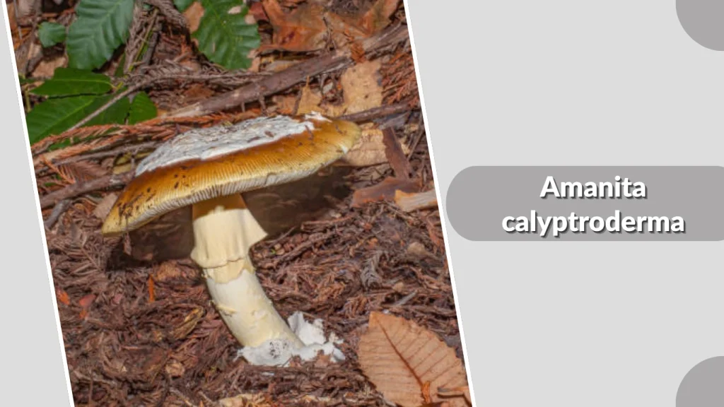 Amanita calyptroderma