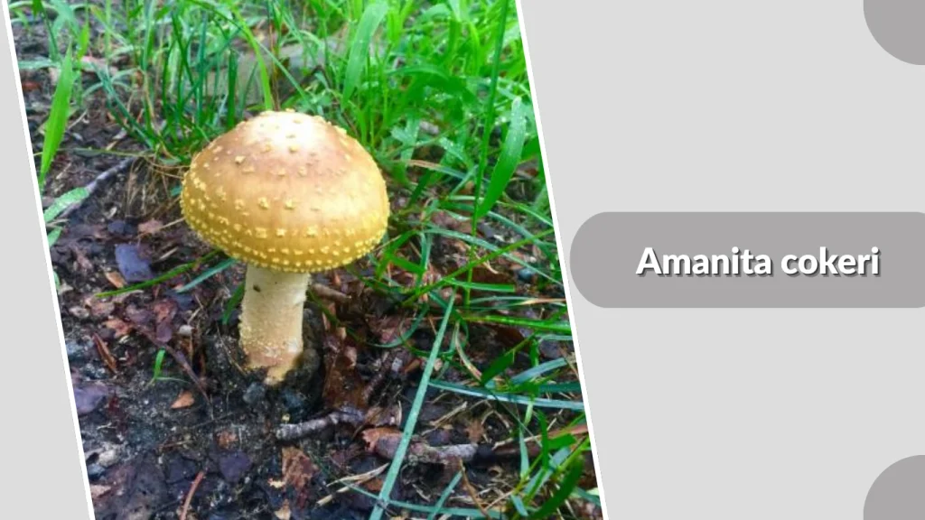 Amanita cokeri