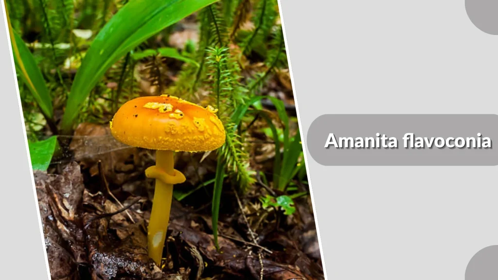 Amanita flavoconia