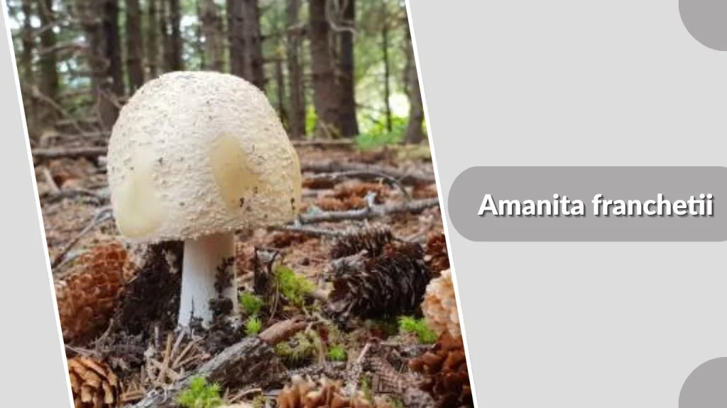 Amanita franchetii